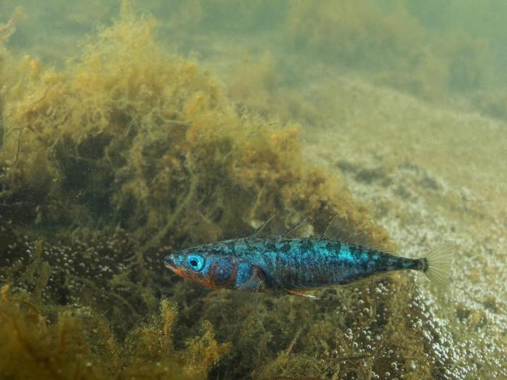 Japan Sea Stickleback