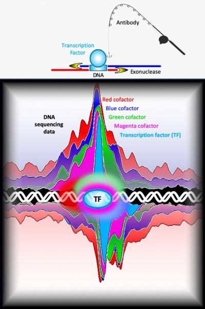 Protein architecture of transcription enhancer