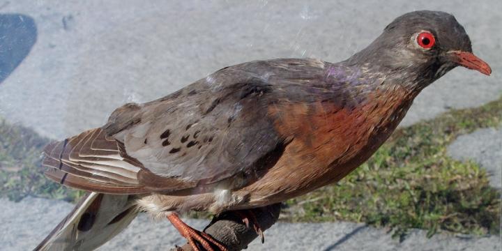 Passenger Pigeons Abound -- As Museum Specimens