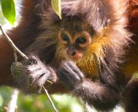 Baby Spider Monkey Snacking while Clinging to Mom