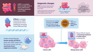 Epigenetic research reveals a potential new treatment for colorectal cancer and other solid tumors