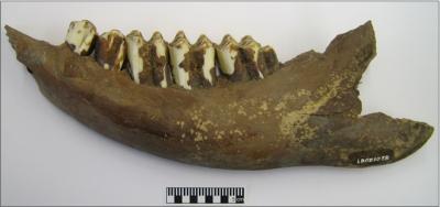 Bovine Lower Jaw