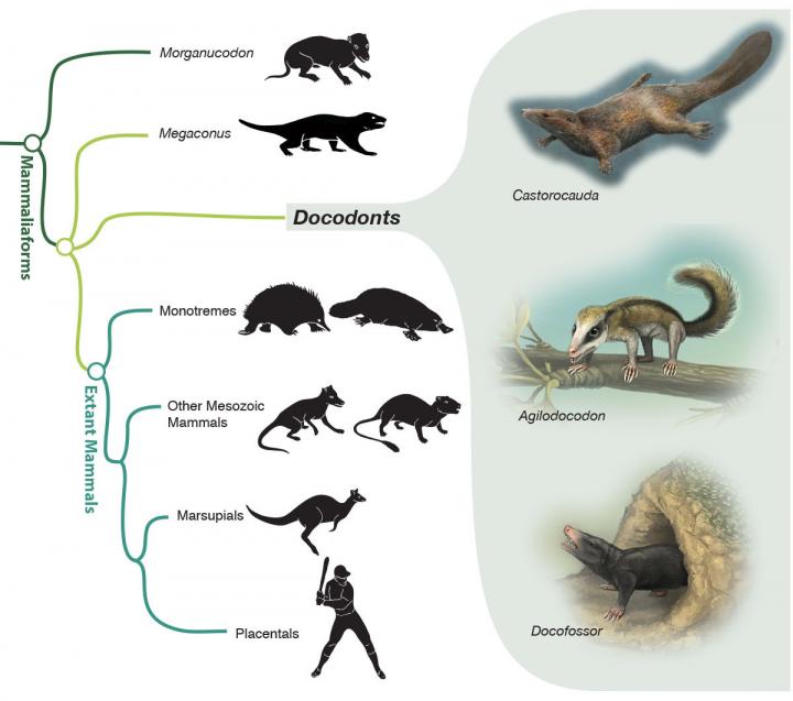 New Mammal Fossils Show Off Ea [IMAGE] | EurekAlert! Science News Releases