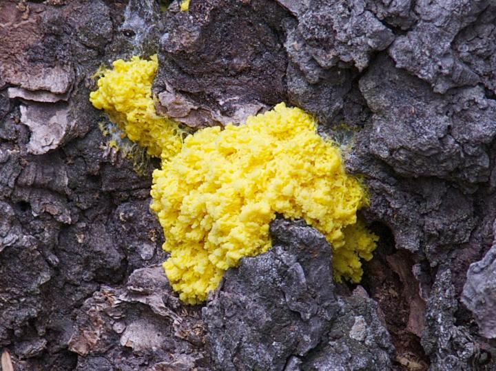 Slime Mold (<i>Physarium polycephalum</i>)
