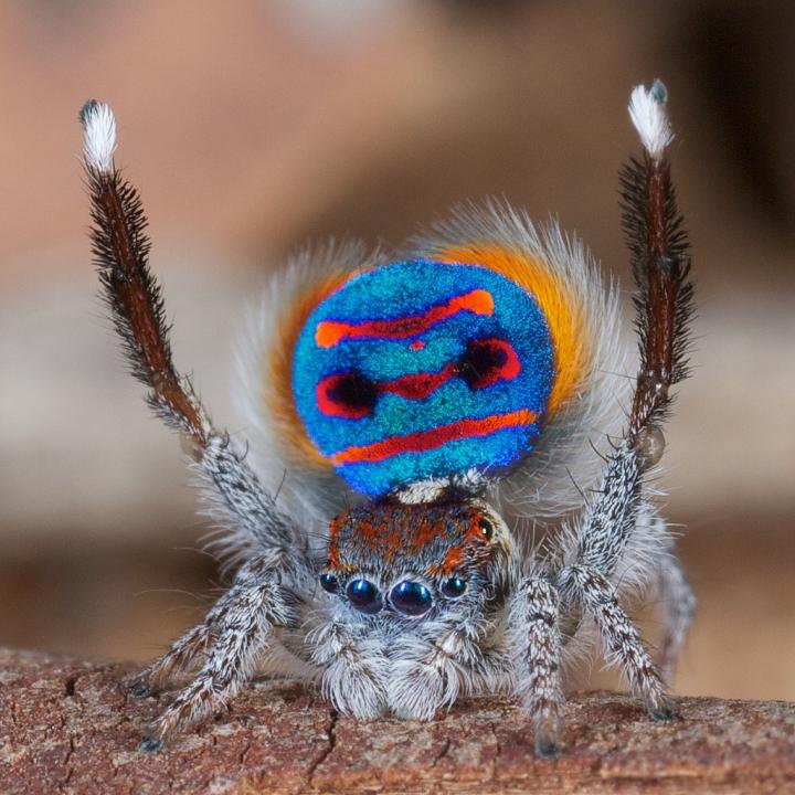 Australian <i>Maratus speciosus </i>