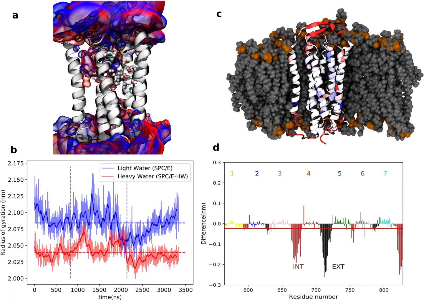 Transmembrane part of the human sweet taste receptor in H2O vs D2O