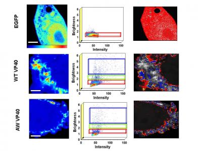 Oligomerization of WT and AW -VP40 in Live CHO Cells