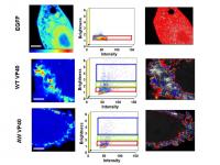 Oligomerization of WT and AW -VP40 in Live CHO Cells