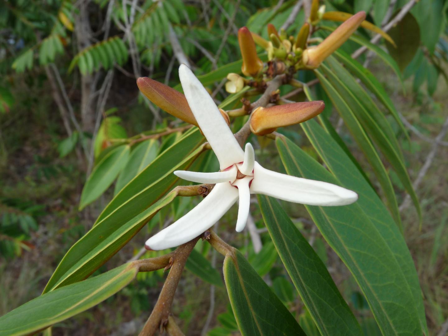 The Tree Species <i>Xylopia aromatica</i>