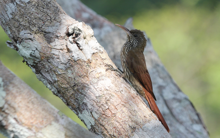 Dusky-capped Woodcreeper