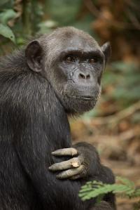 Ashmael, A Great Ape