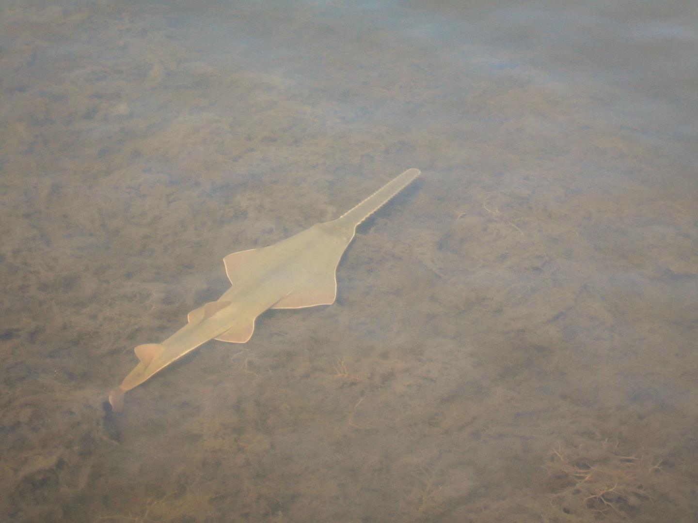 Juvenile Smalltooth Sawfish