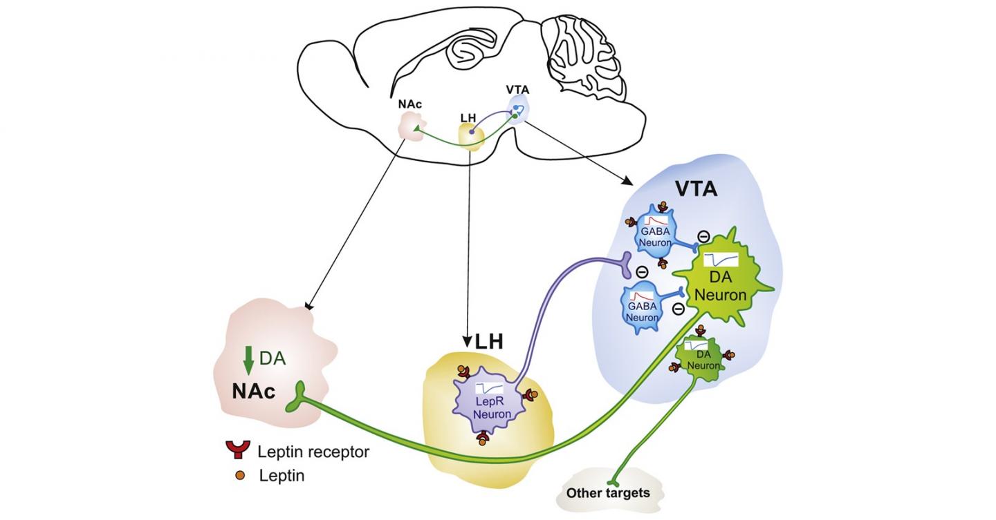 Leptin puts the brakes on eating via novel neurocircuit