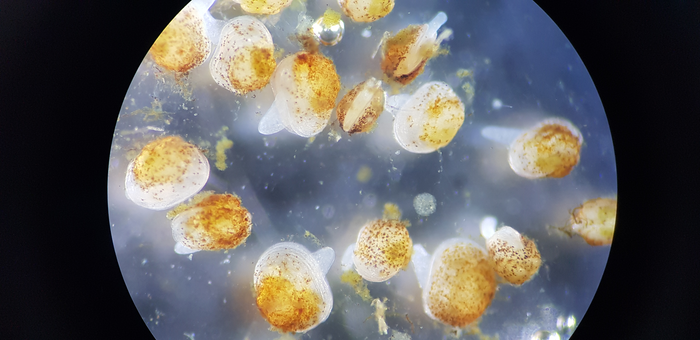 One-month-old freshwater pearl mussel juveniles