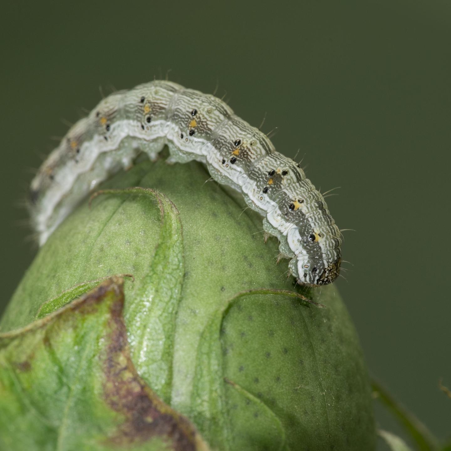 Cotton Bollworm, Helicoverp [IMAGE] EurekAlert! Science News Releases