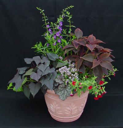 Americans Hard to Contain on Potted Plant Expenditures (2 of 3)