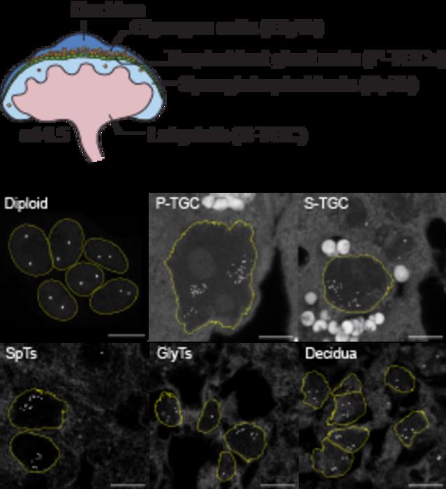 Mouse trophoblast giant cell within placenta.