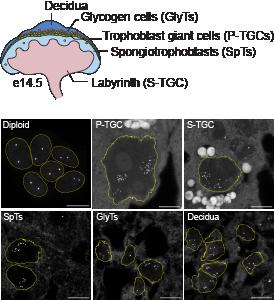 Mouse trophoblast giant cell within placenta.