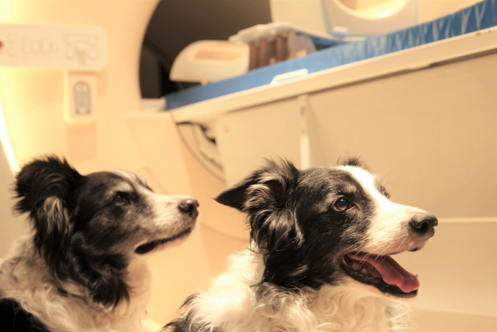 Dogs waiting for brain scanner