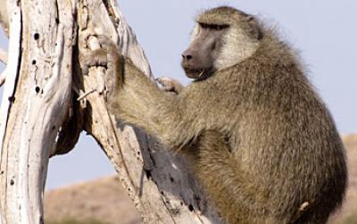 An Adult Male Baboon Rests on a Tree near Amboseli National Park, Kenya