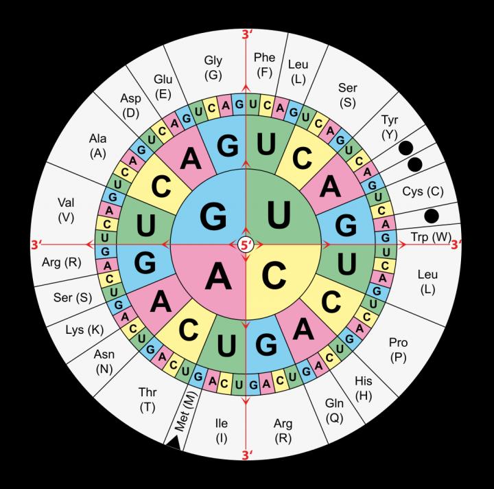 Table of Codons for Common Amino Acids