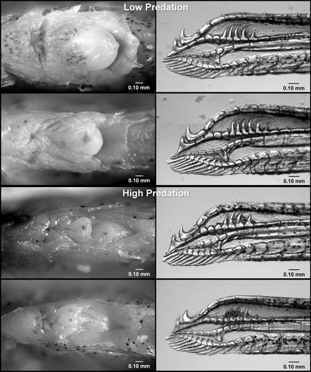 Female Fish Genitalia Evolve in Response to Predation, Interbreeding
