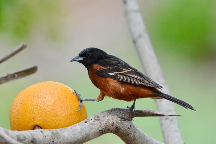 Mapping bird migration