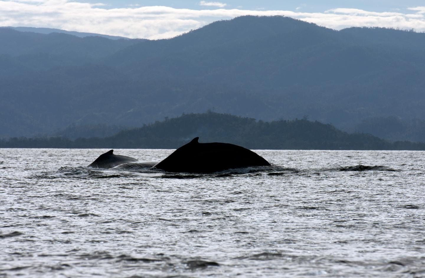 Humpback Whale off of Madagascar