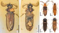 <I>Cretophengodes azari</i> from Mid-Cretaceous Burmese Amber and Its Extant Relatives