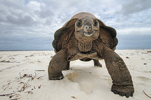 Aldabra Giant Tortoise