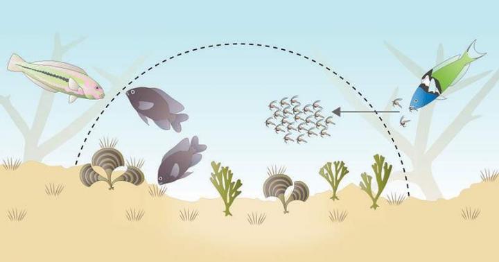 How damselfish and mysid shrimp co-exist in mutually beneficial relationship