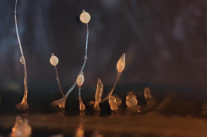 Spore-bearing sorocarps of the slime mold Dictyostelium discoideum