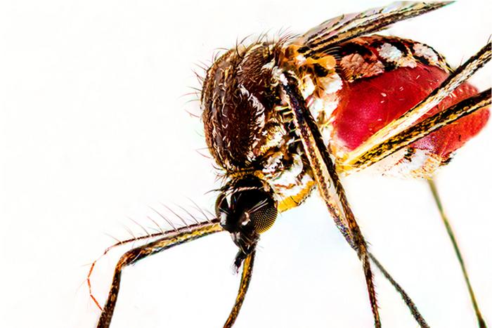 Aedes aegypti female engorged