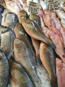 Tropical parrot fish and red mullet for sale in a London market