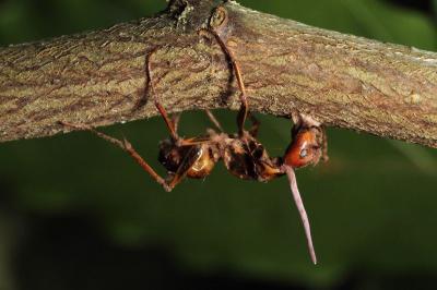 Zombie Ant