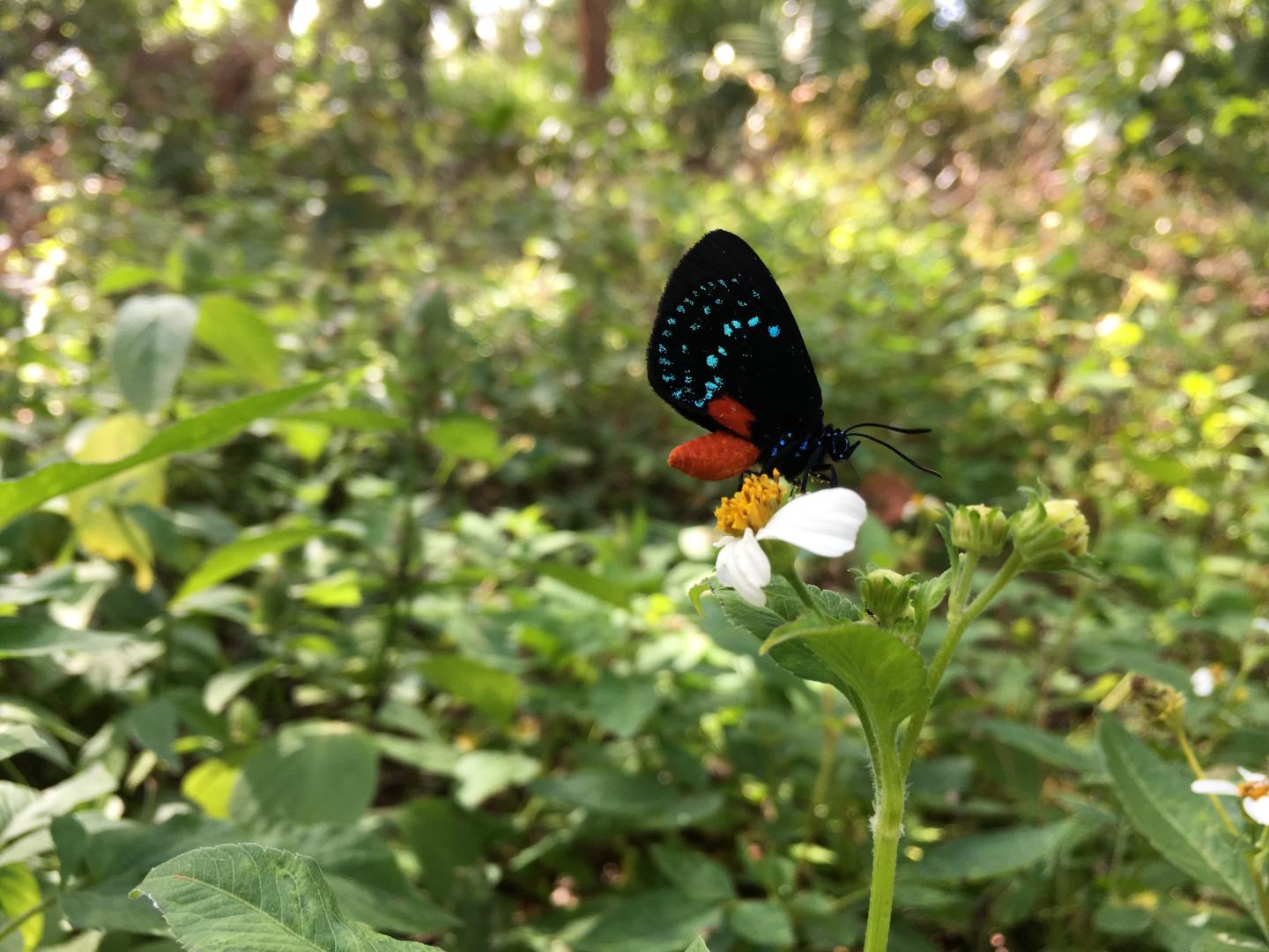 Atala hairstreak (Eumaeus atala)