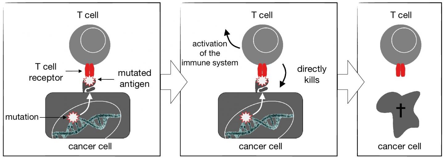 T Cell Fights Body Cell with Mutated Antigen.