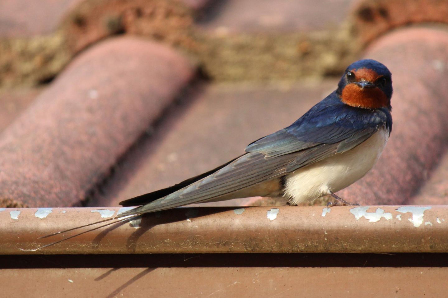 Barn swallow