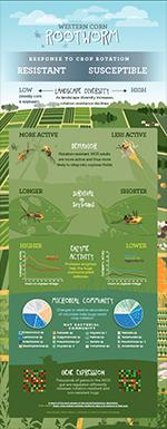 Western Corn Rootworm Resistance to Crop Rotation
