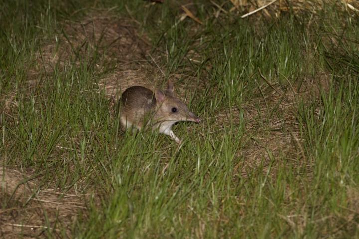 Eastern Barred Bandicoot