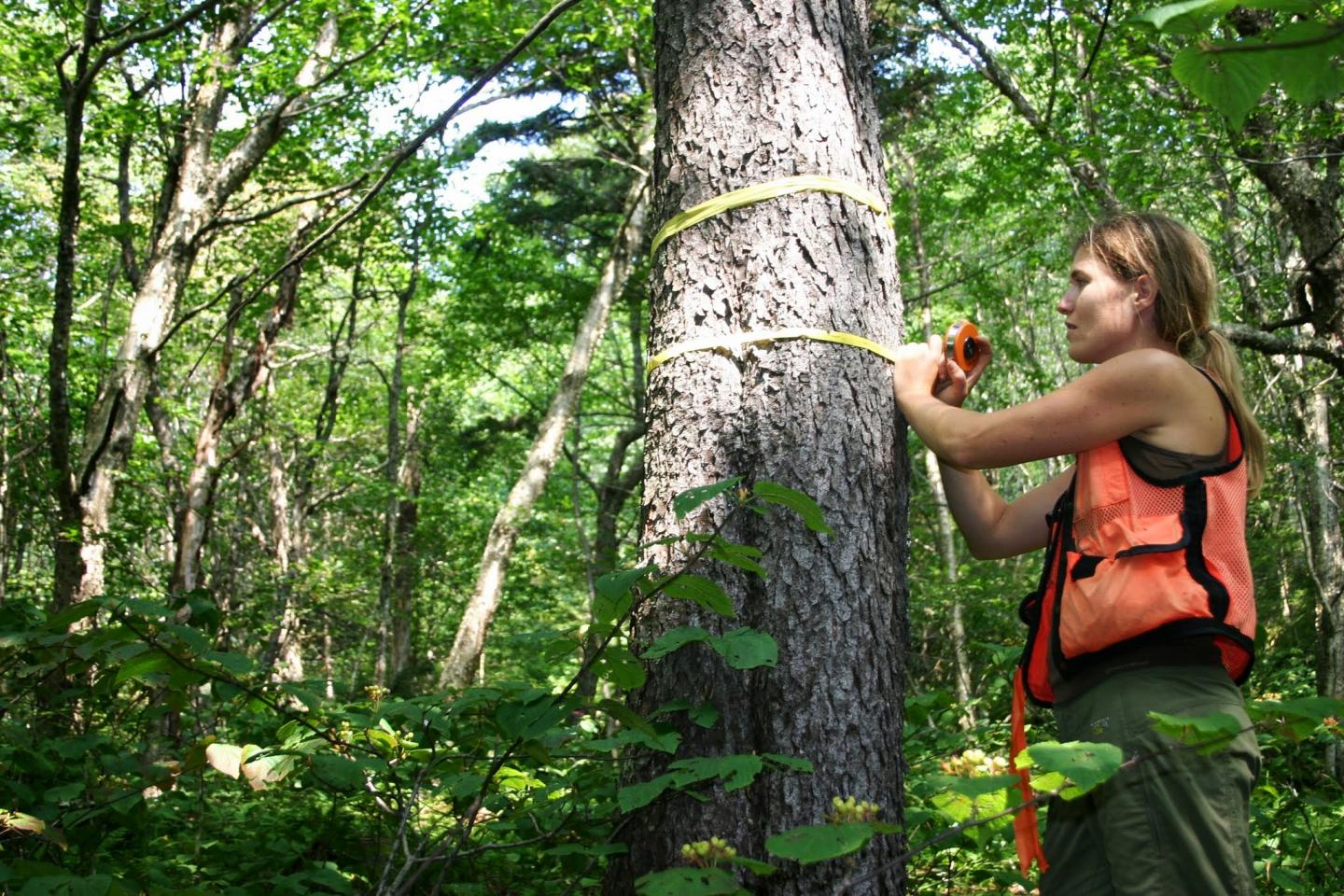 Measuring Red Spruce