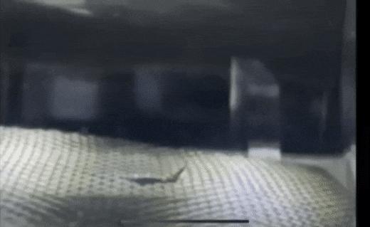 Animated GIF of nanocardboard plate levitating