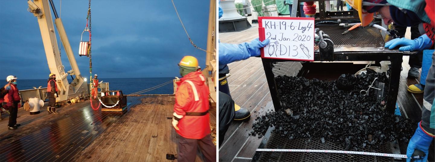 Biologists Discover New Species of Sea Worm