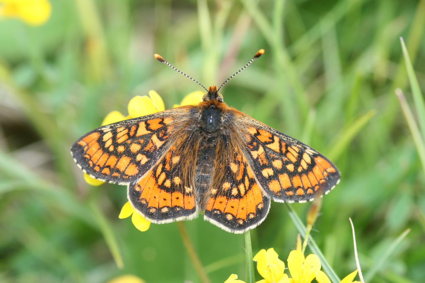 Marsh Fritillary