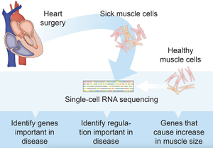 Single cell RNA sequencing provides a wealth of data to study heart disease