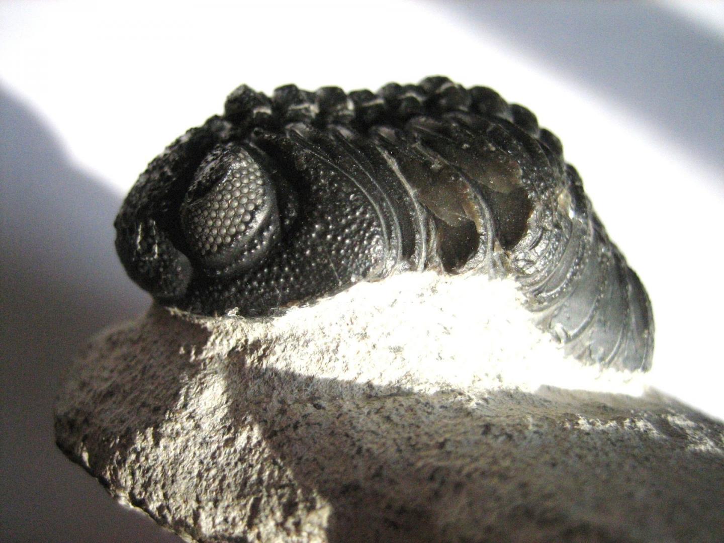 Trilobite