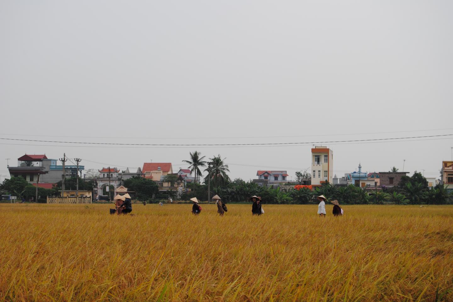 Rice Farmers on Their Way Home