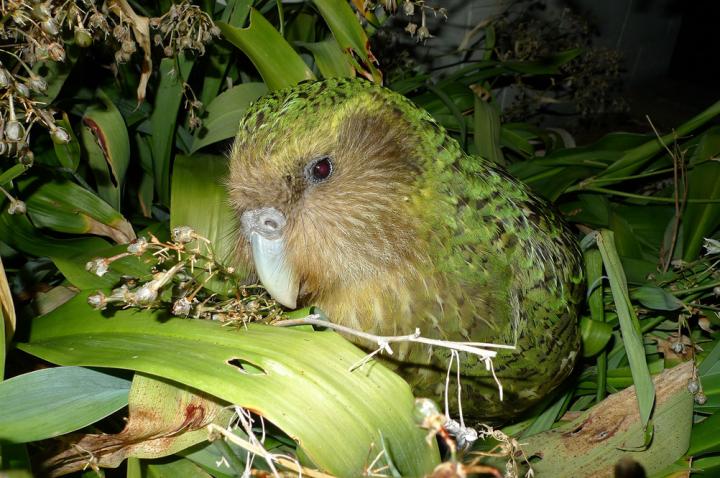 Kakapo