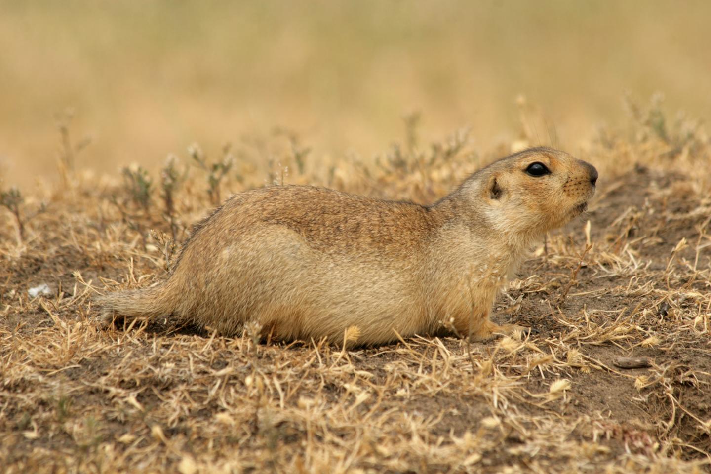 Females Aren't Always to Blame for Reproductive Failure, Squirrel Study Suggests (1 of 9)