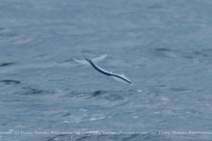 Ribbon Half-Beak in Flight